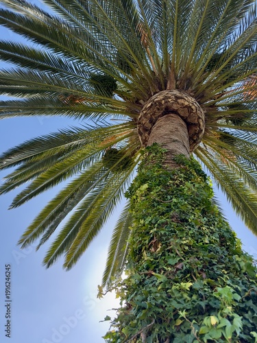 Looking up at the underside of a palm tree with invasive ivy climbing its trunk in San Marcos.