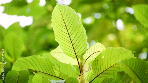 Kratom leaves Kratom sapling (Mitragyna speciose) green Is a type of drug. are a traditional herbal medicine for locals in Thailand.