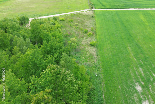 Wallpaper Mural Tree canopy with sunlight and carbon balance Torontodigital.ca