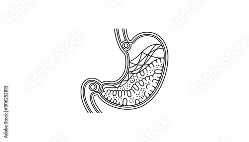 Stomach Digestion Illustration: Food Breakdown and Gastric Juices