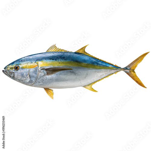 Anglers Delight in Catching Yellowtail Amberjack Fish PNG on Transparent Background