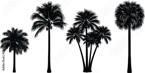 Palm tree silhouette set, tropical coconut trees, exotic island plants, black vector isolated on white background, summer vacation nature beach.