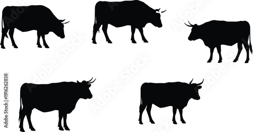 Five black cow silhouettes in various poses on a white background cattle livestock