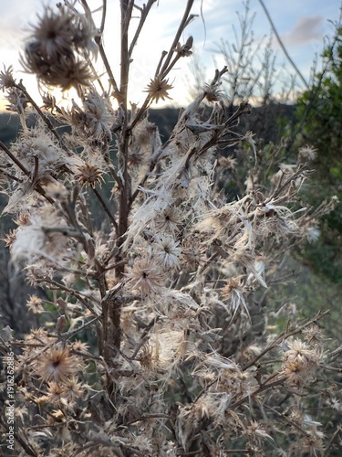 Slika na platnu The silky white pappus of the Coyote Brush (Baccharis pilularis), used for wind seed dispersal