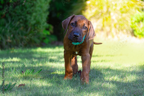Wallpaper Mural Cute 8-week-old Rhodesian Ridgeback puppy running on grass in summer. Torontodigital.ca