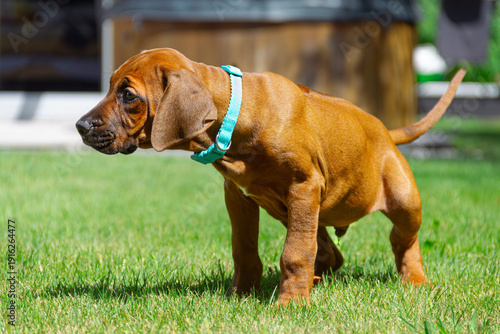 Wallpaper Mural House training 8-week-old Rhodesian Ridgeback puppy, urinating on grass. Torontodigital.ca