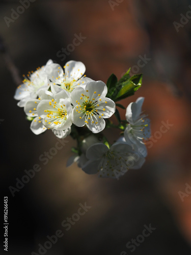 Cherry blossoms in backlight. Colorful background. Greeting card background.