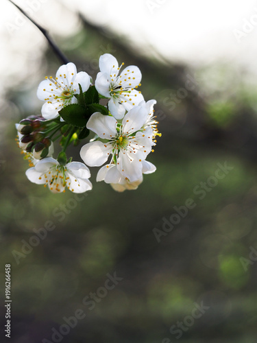 Cherry blossoms in backlight. Colorful background. Greeting card background.