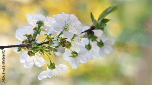 Cherry blossom branch in backlight. Colorful background. Banner.