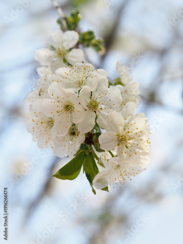 Cherry blossoms in backlight. Colorful background. Greeting card background.
