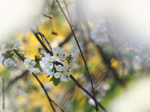Cherry blossom branch in backlight. Colorful background. Banner.
Cherry blossoms in backlight. Colorful background. Greeting card background.