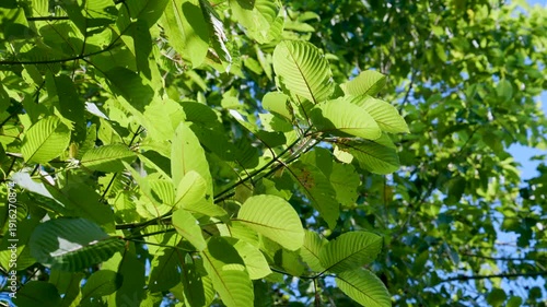 Kratom leaves Kratom sapling (Mitragyna speciose) green Is a type of drug. are a traditional herbal medicine for locals in Thailand.