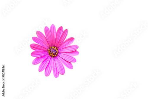 Pink flower head of Dimorphotheca ecklonis,Cape Margarita on white