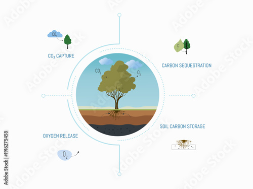 Forest Ecosystem Environmental Infographic Collection Tree carbon cycle absorbing CO2 releasing oxygen