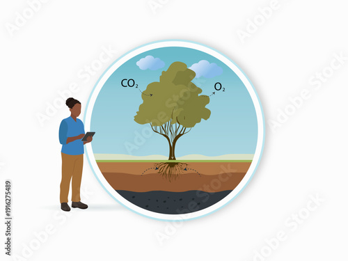 Carbon Sequestration in Forest Ecosystem Concept