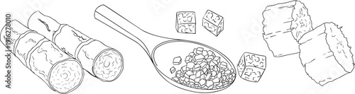 Vector line illustration of fresh cut sugarcane pieces, juicy sugar cane stalks slices showing fibrous sweet interior, tropical street food snack, natural raw cane sugar, exotic refreshment