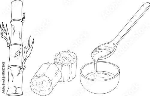 Vector line illustration of fresh cut sugarcane pieces, juicy sugar cane stalks slices showing fibrous sweet interior, tropical street food snack, natural raw cane sugar, exotic refreshment