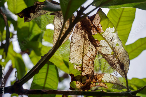 Fotografi The dry leaf skeleton, most of the green tissue has broken down and appears transparent when exposed to light, creating a detailed and artistic visual pattern against a blurred natural background
