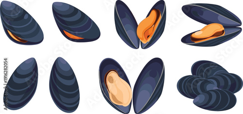 Fresh Mussel Seafood Set with Open and Closed Shells Marine Shellfish Ingredient for Gourmet Cooking Restaurant Menu Vector Illustration