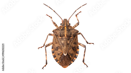 Close-up of a brown marmorated stink bug on a transparent background.