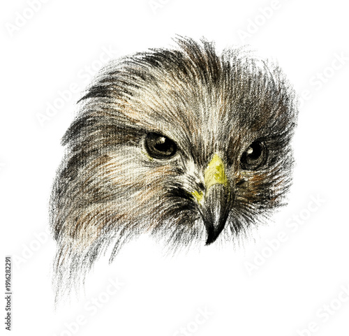 Head of an eagle. Vintage illustration style, Animal design