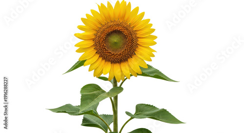 Bright yellow sunflower with green stem and leaves in full bloom. Isolated on transparent background, png