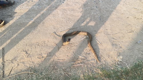 Checkered keelback or Fowlea piscator snake. It is known commonly as the Asiatic water snake and Xenochrophis piscator .  The species is endemic to Asia. It is non-venomous snake. I