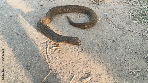 Checkered keelback or Fowlea piscator snake. It is known commonly as the Asiatic water snake and Xenochrophis piscator .  The species is endemic to Asia. It is non-venomous snake. I