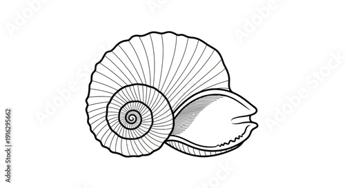 Vintage illustration of a nautilus shell, spiral, ancient, prehistoric, fossil, marine life, sea creature