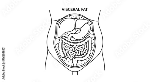 Visceral Fat Diagram: Abdominal Organs and Internal Fat Layer Illustration