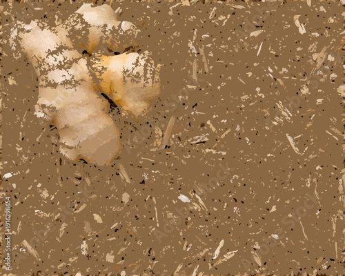 Close up of fresh ginger roots partially buried in dark soil