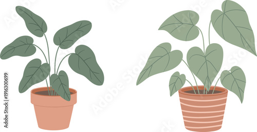 Two green indoor houseplants in terracotta pots, tropical leafy home decor plants, flat vector nature illustration