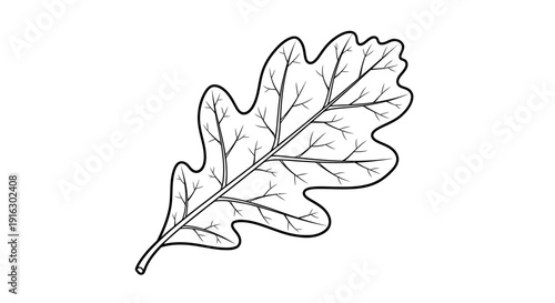 Oak Leaf Outline Drawing, Black and White Vector Illustration of a Single Oak Leaf