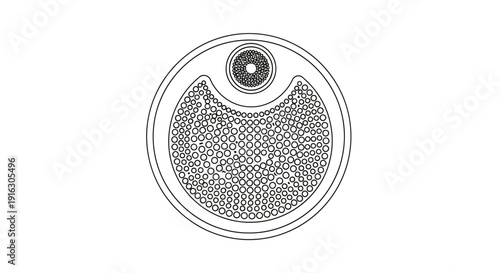 Microscopic view of a single-celled organism with internal structures, scientific illustration