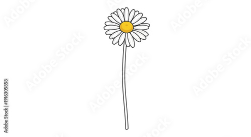 Minimalist Daisy Flower Illustration on White Background