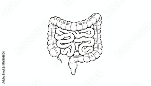 Human Intestines Anatomy Illustration - Digestive System Organs