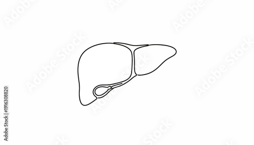 Human Liver Anatomy Outline Icon, Vector Illustration