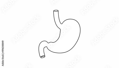 Human Stomach Anatomy Outline Icon, Medical Organ Vector Illustration