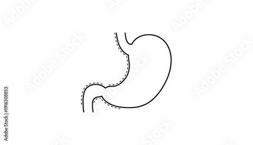 Human Stomach Anatomy Outline Icon Vector Illustration