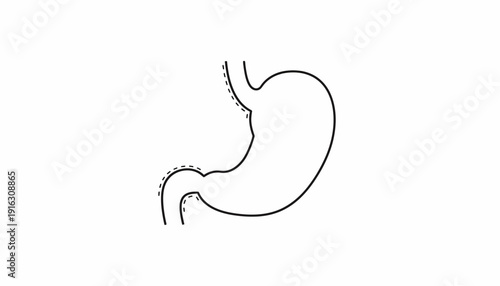 Human Stomach Anatomy Outline, Medical Illustration