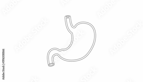 Human Stomach Anatomy Outline Vector Illustration
