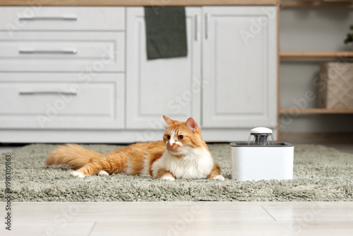 Quadro su tela Cute ginger cat with automatic pet water fountain lying on carpet in kitchen at