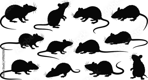 Rat silhouette vector illustration set, wildlife animal poses in standing, crouching, and walking designs, educational artwork, and pest graphics