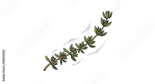 Fresh Thyme Sprig with Small Green Leaves on White Background, Culinary Herb, Isolated