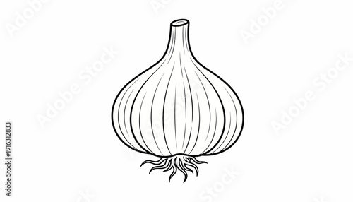 Garlic bulb line art illustration, isolated on white background