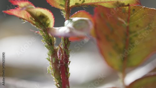 Aphid. Insects that affect roses are often considered pests. Protection of roses from vermin and diseases