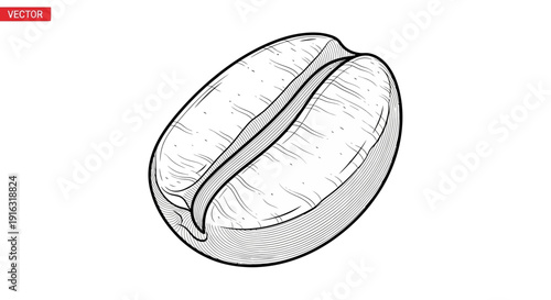 Single Coffee Bean Sketch, Isolated on White Background, Vector Illustration