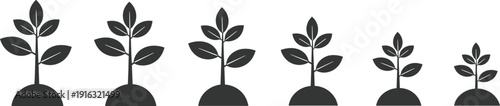Plant growth stages silhouette icons, seedling to mature sprout progression for agriculture, gardening education and eco sustainability design, vector illustration