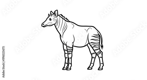 Okapi illustration, a rare forest giraffe with zebra-like legs, black and white line art