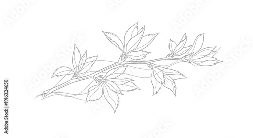 Minimalist line drawing of a delicate plant branch with leaves on a white background.